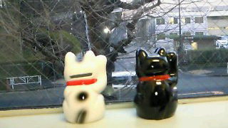 トリの先輩です〓